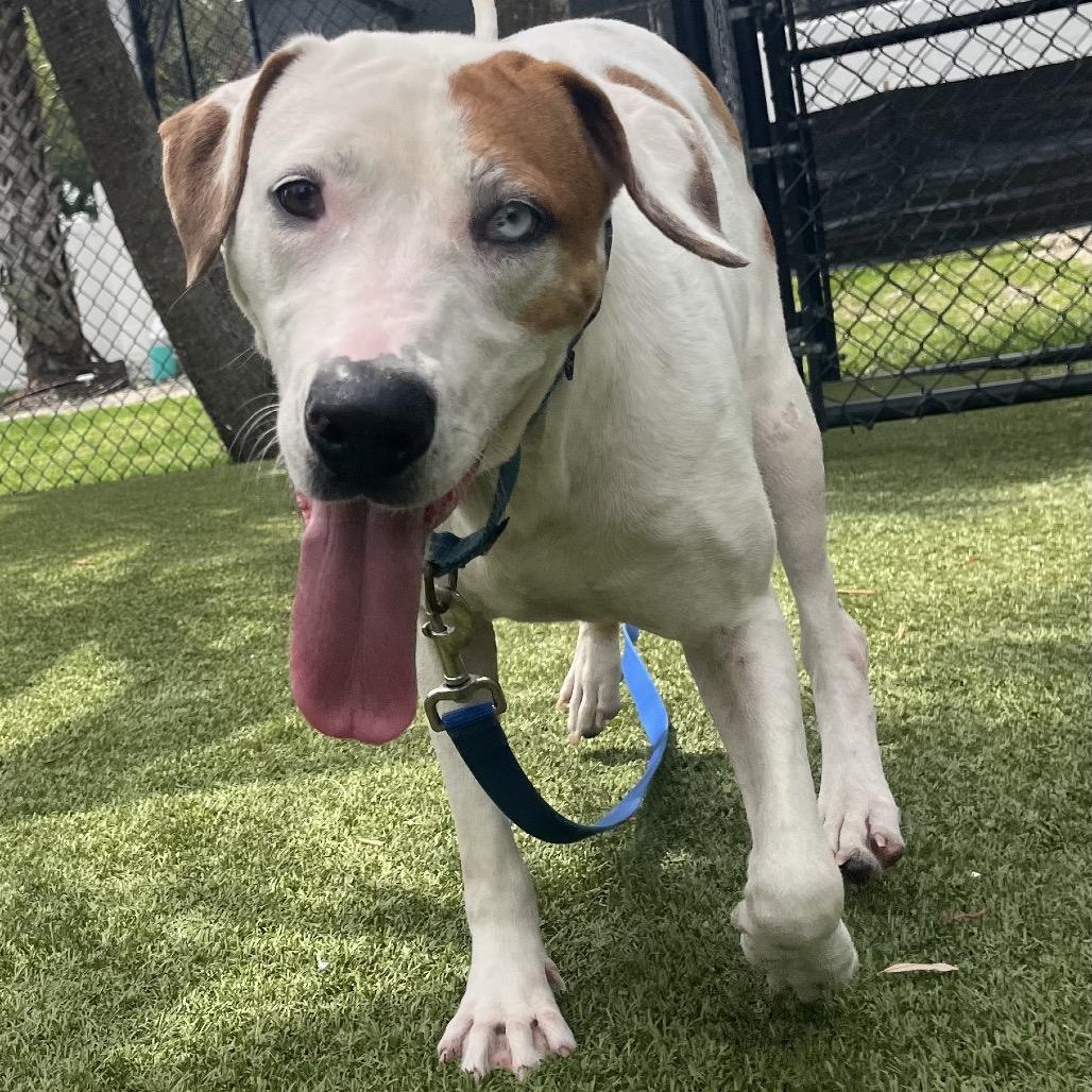 Fudge, a Adoptable Mixed Breed in Sarasota, FL image 6/6