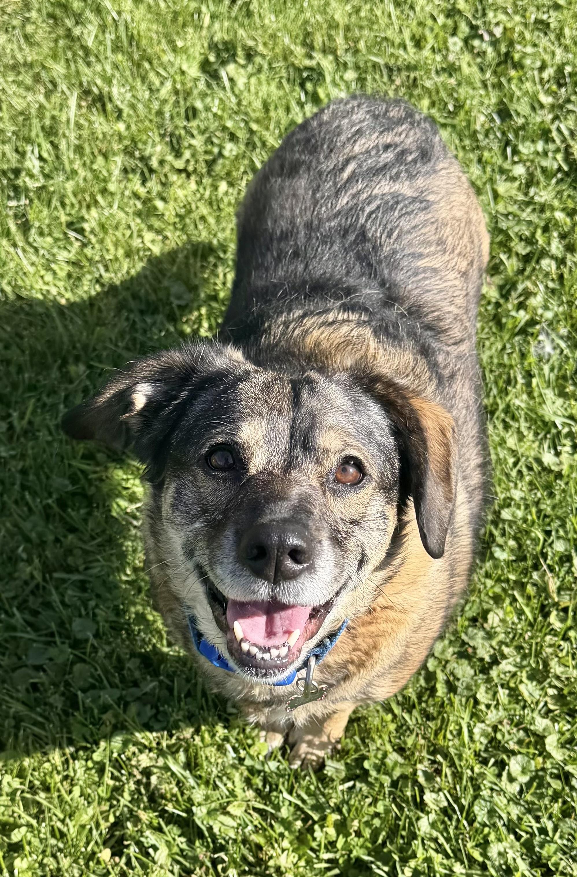 Enlarge SADIE, a Adoptable mixed breed in Belmont, NY image 1/3