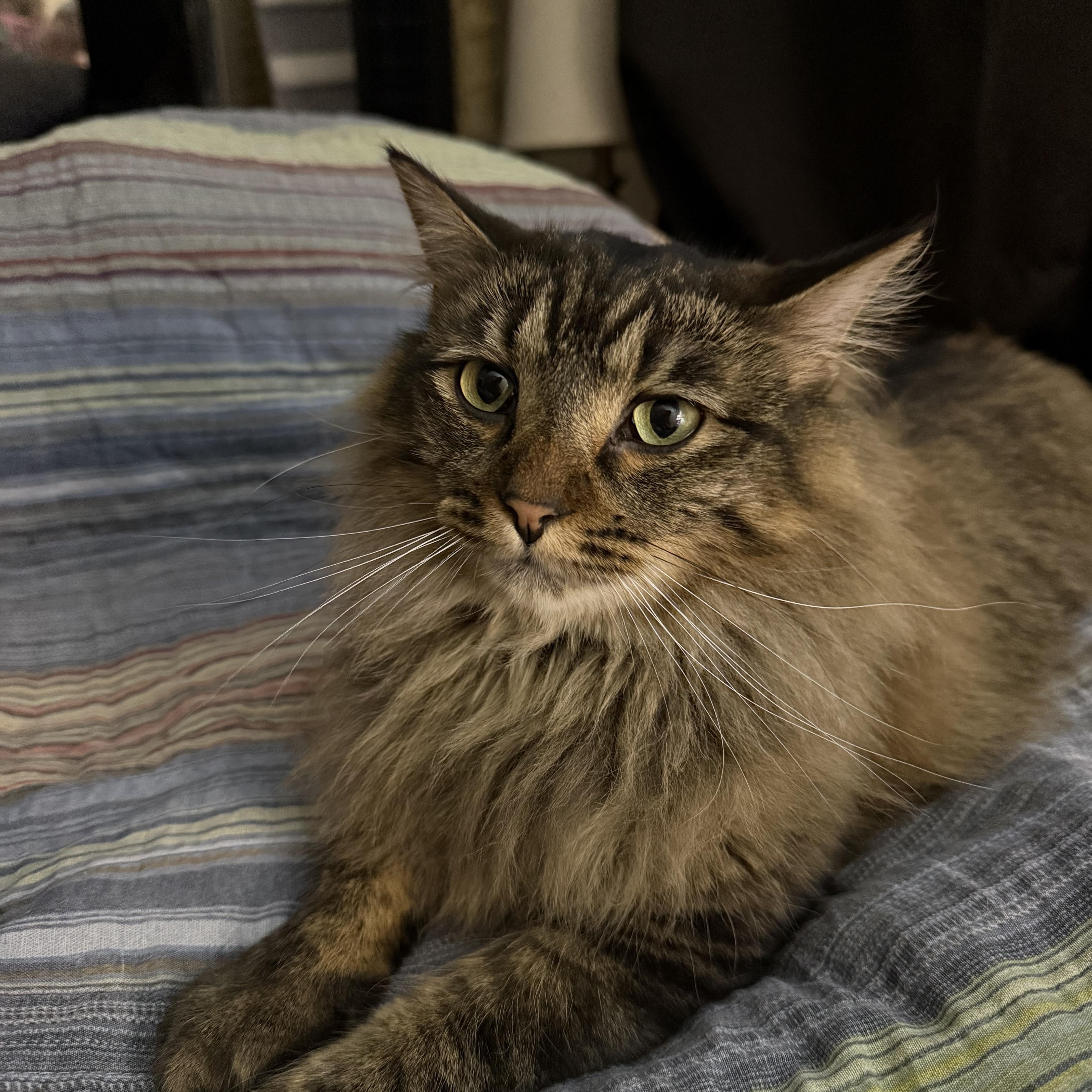Enlarge Oscar (adoptable w/Rasha), a Adoptable Domestic Long Hair in Saint paul, MN image 1/4