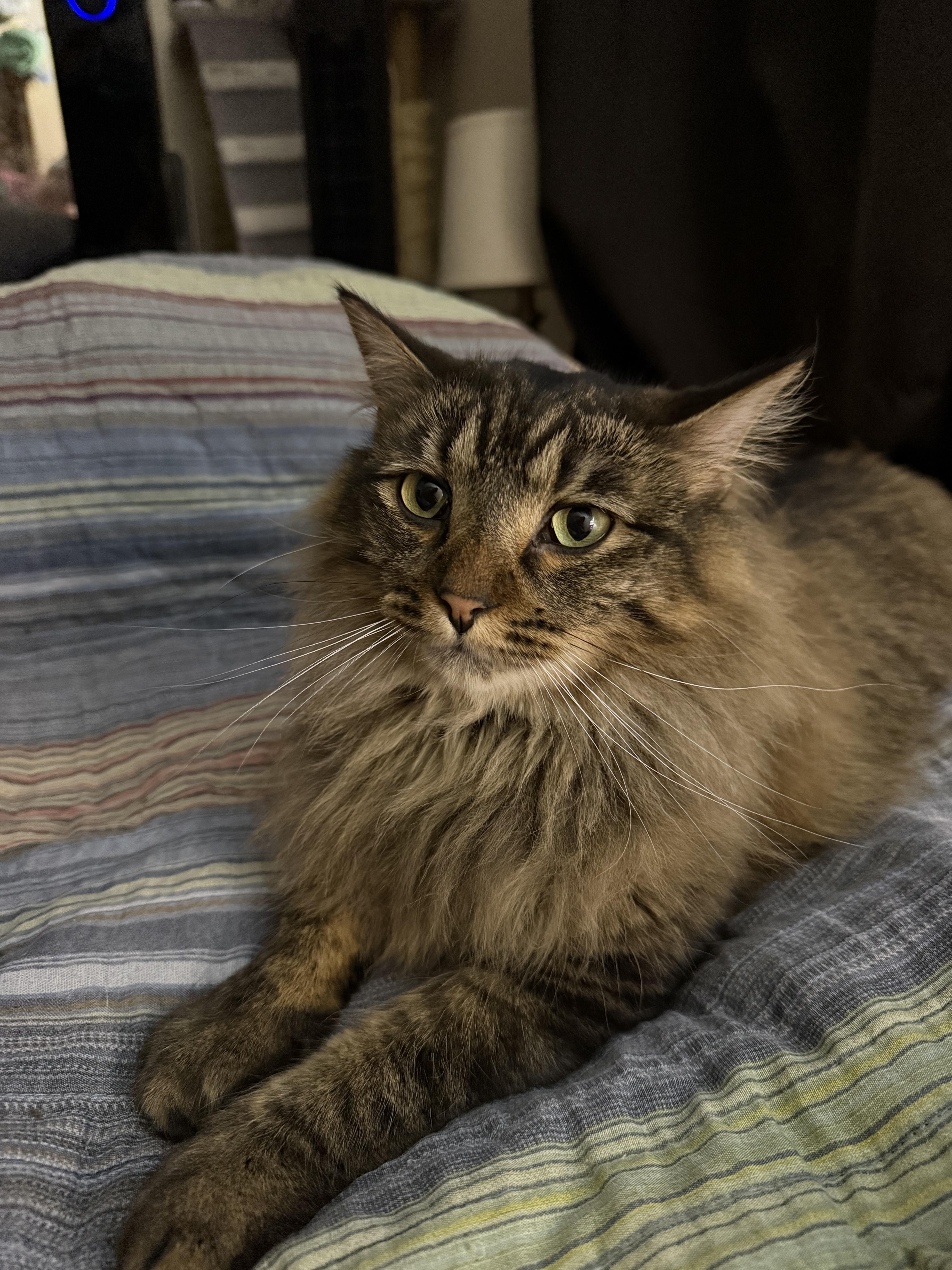 Oscar, a Adoptable Domestic Long Hair in Waseca, MN image 1/4