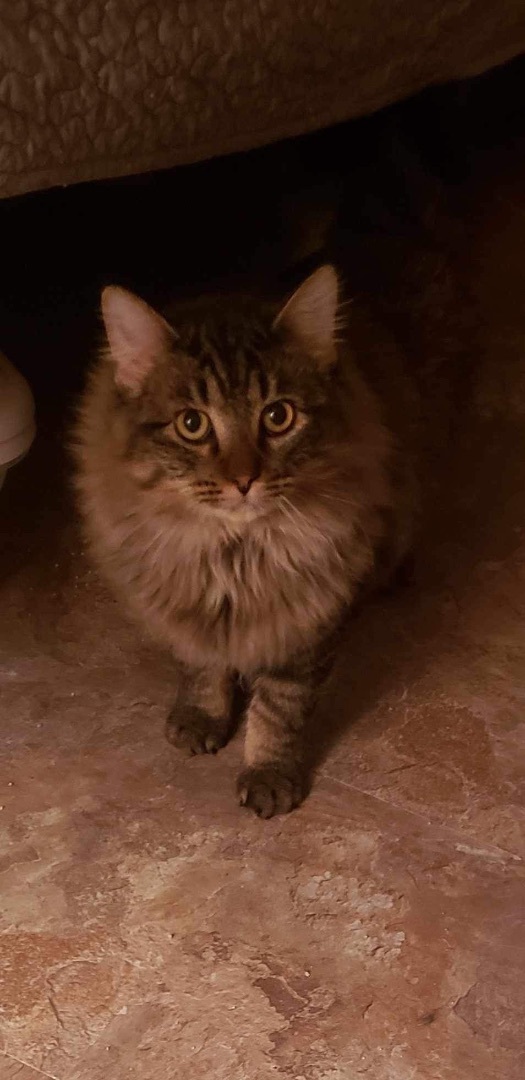 Oscar, a Adoptable Domestic Long Hair in Waseca, MN image 3/4