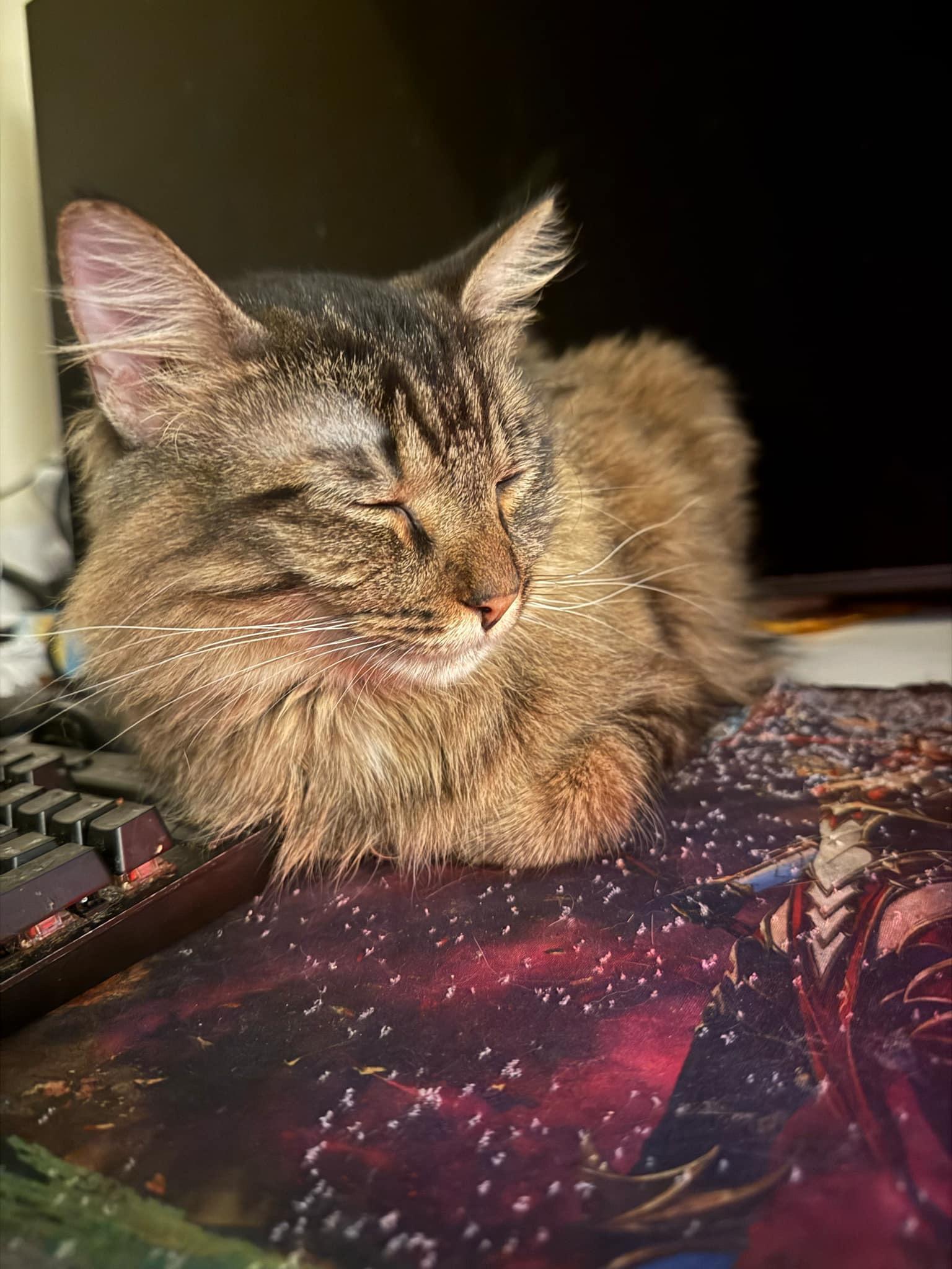 Oscar, a Adoptable Domestic Long Hair in Waseca, MN image 4/4