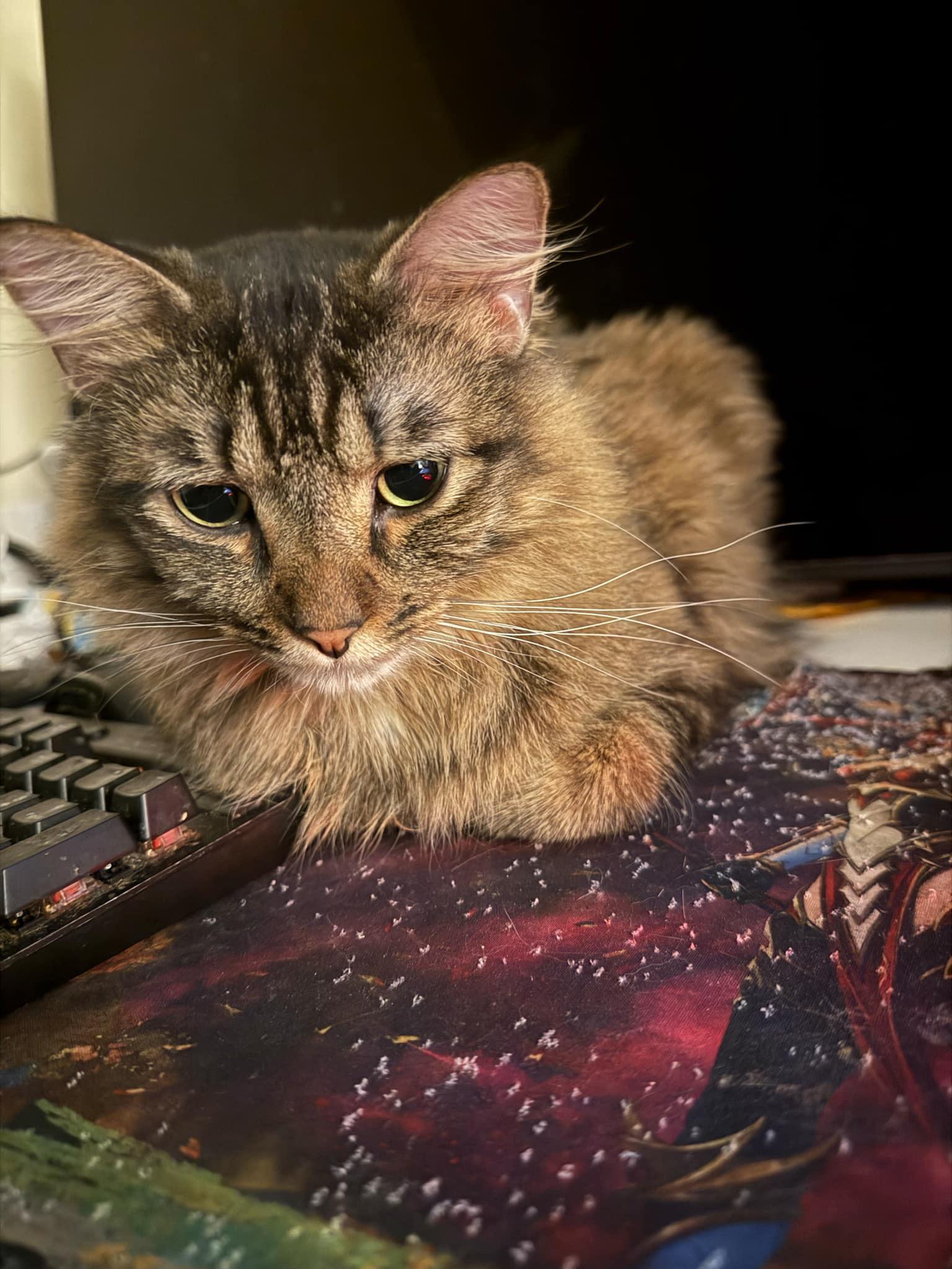 Oscar, a Adoptable Domestic Long Hair in Waseca, MN image 2/4