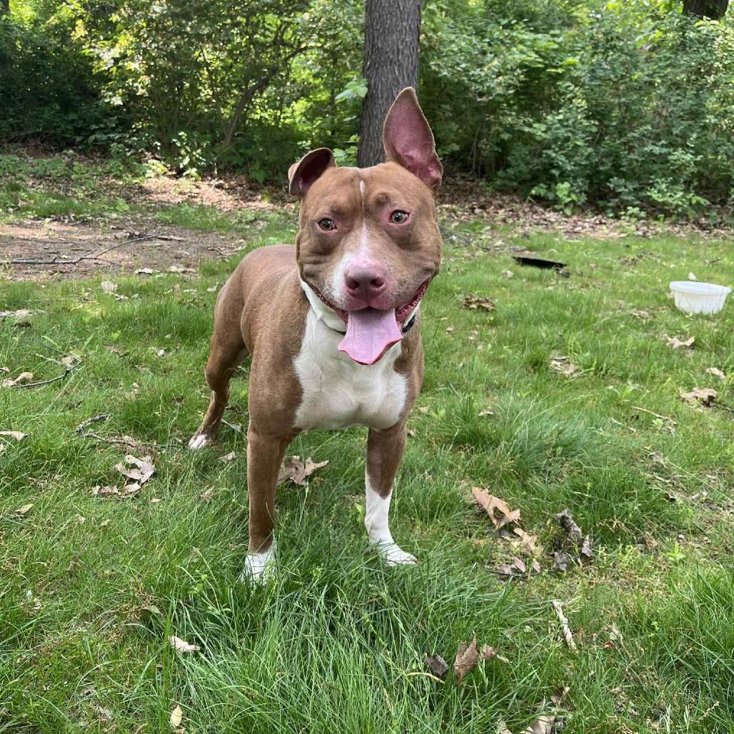 Zeus, Adoptable, Adult Male Pit Bull Terrier.