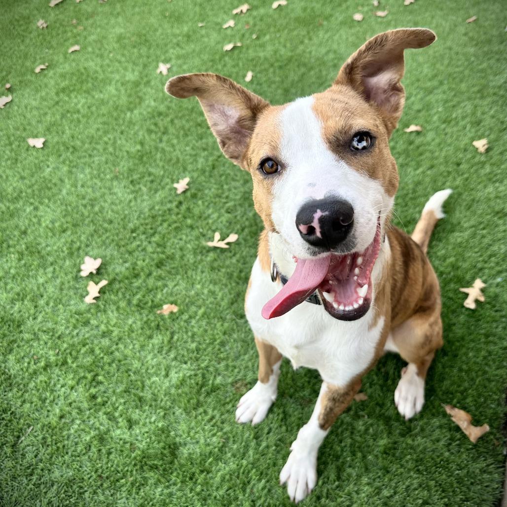 Enlarge Adonis, a Adoptable Mixed Breed in Ardmore, OK image 1/2