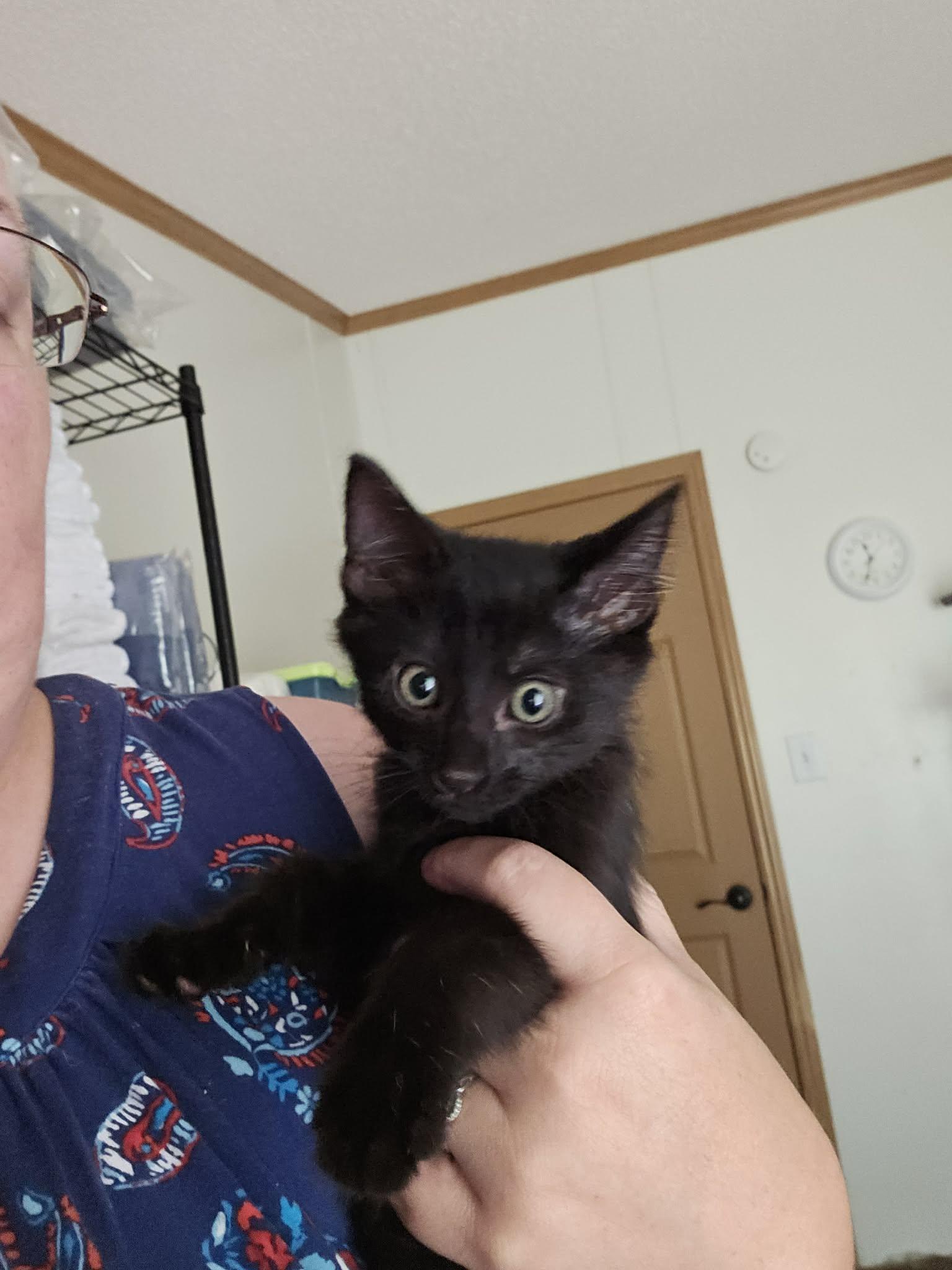 *Charlie girl, Adoptable, Kitten Female Domestic Short Hair.