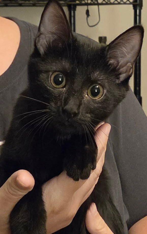 Enlarge *Charlie girl, a Adoptable Domestic Short Hair in Forest, VA image 2/2