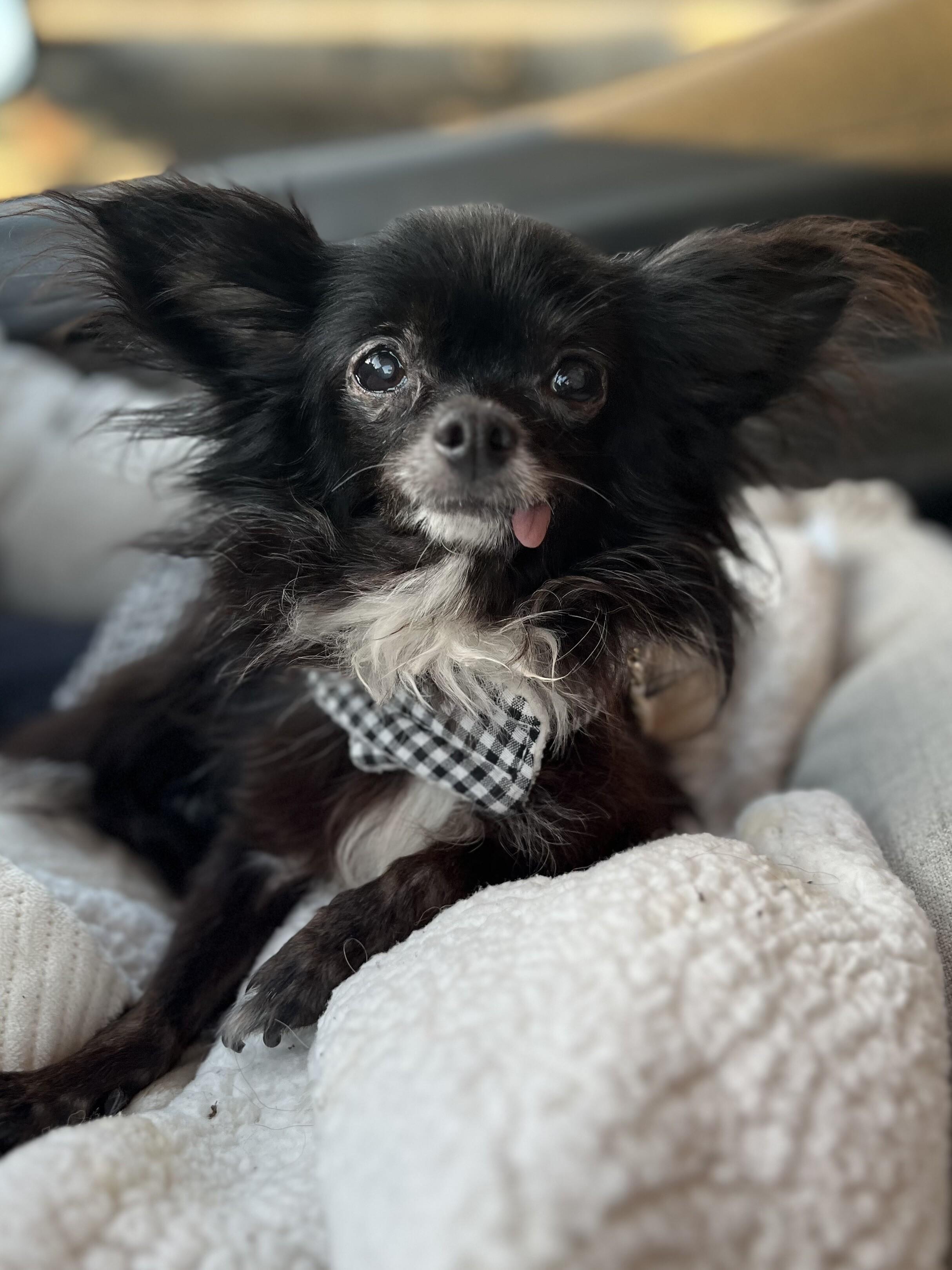 Darling Diva Deedee — thumbnail 5