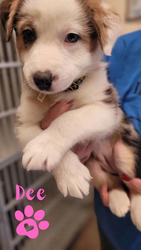 Dee, a Adopted mixed breed in Monte Vista, CO image 1/3