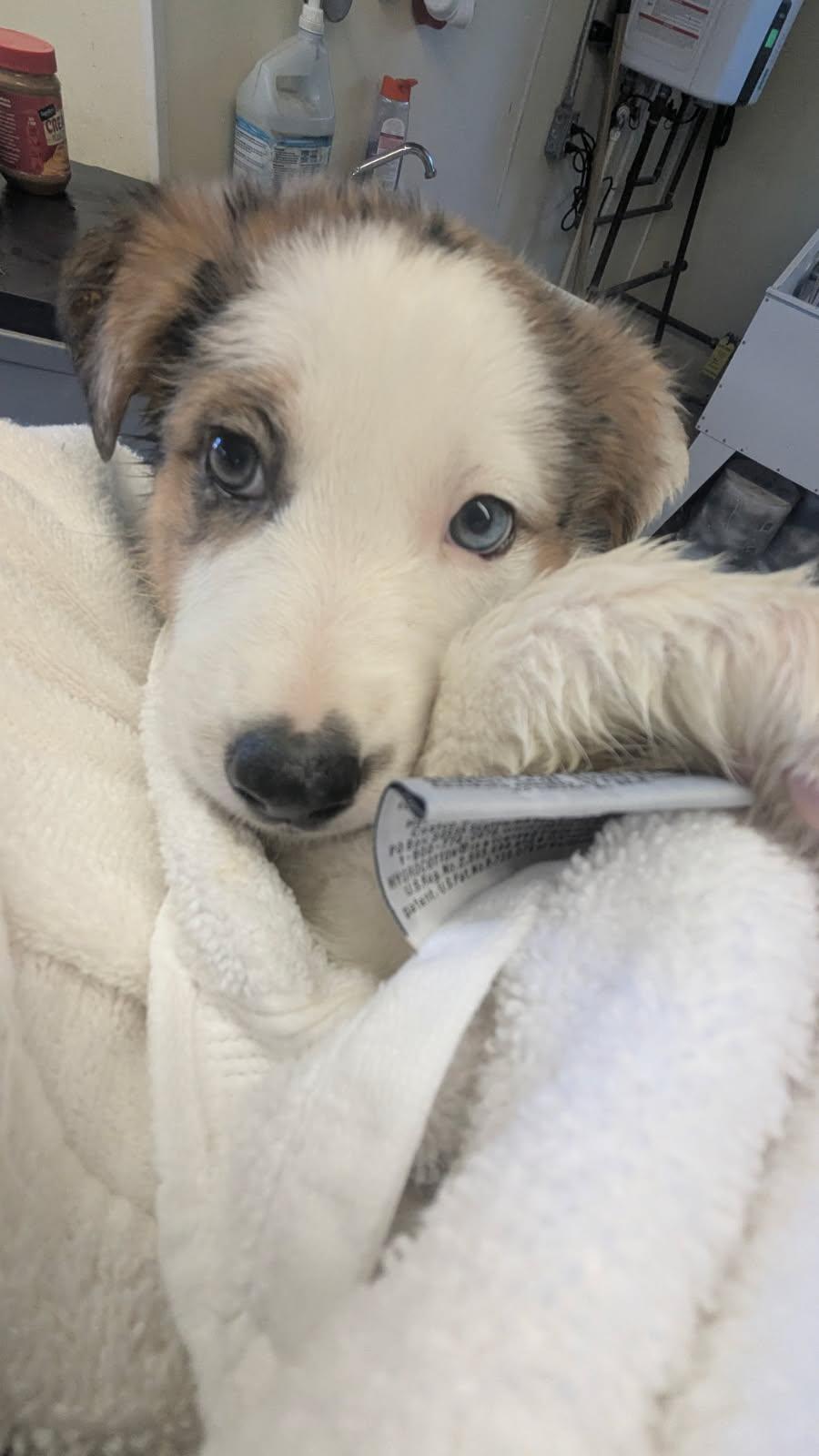 Dee, a Adopted mixed breed in Monte Vista, CO image 2/3