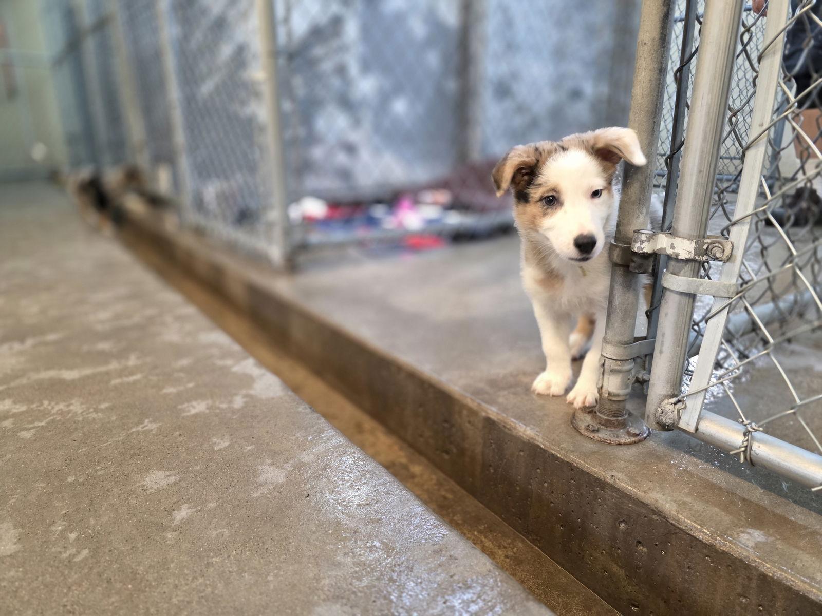 Dee, a Adopted mixed breed in Monte Vista, CO image 3/3