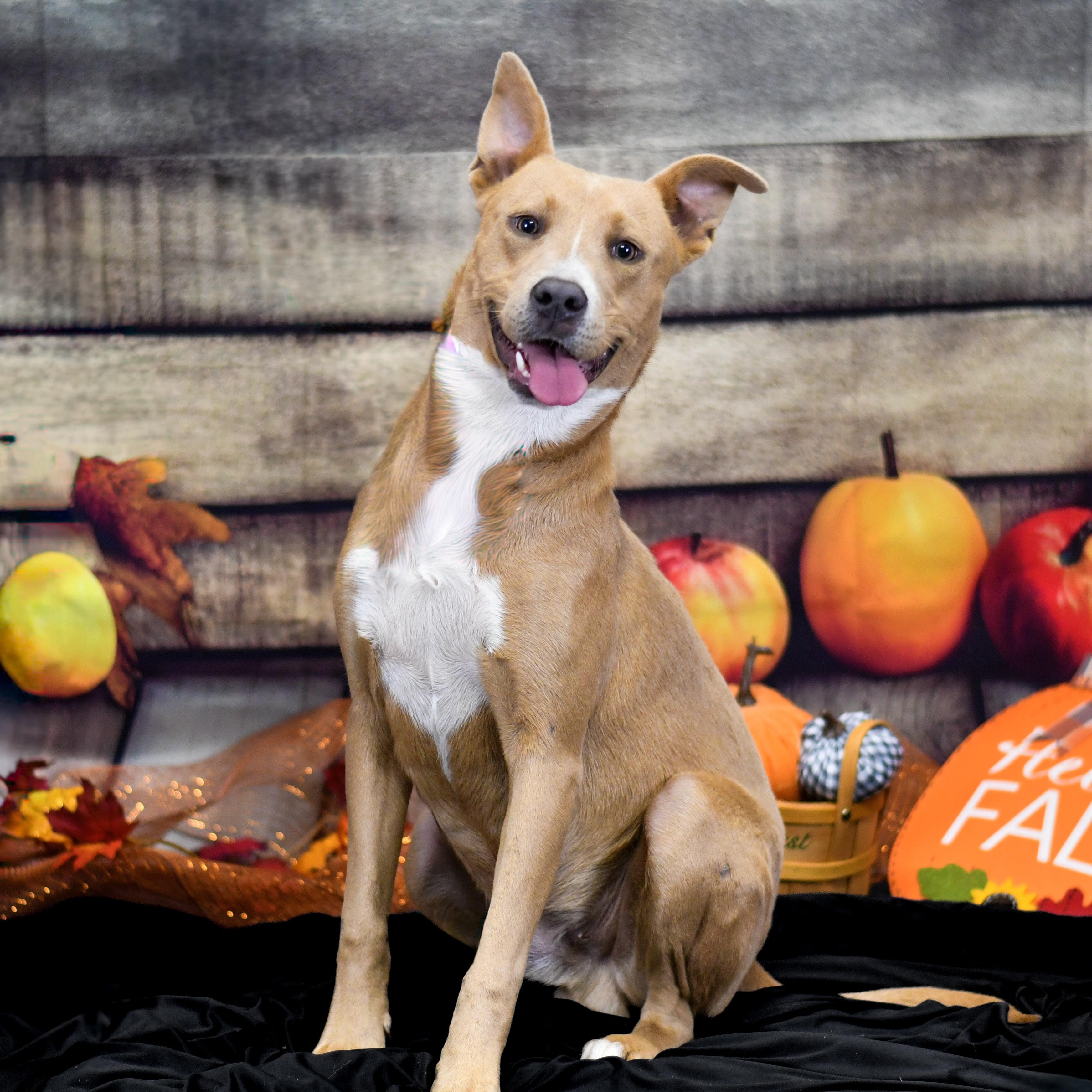 Gizmo, ADOPTABLE, Adult Male Mixed Breed.