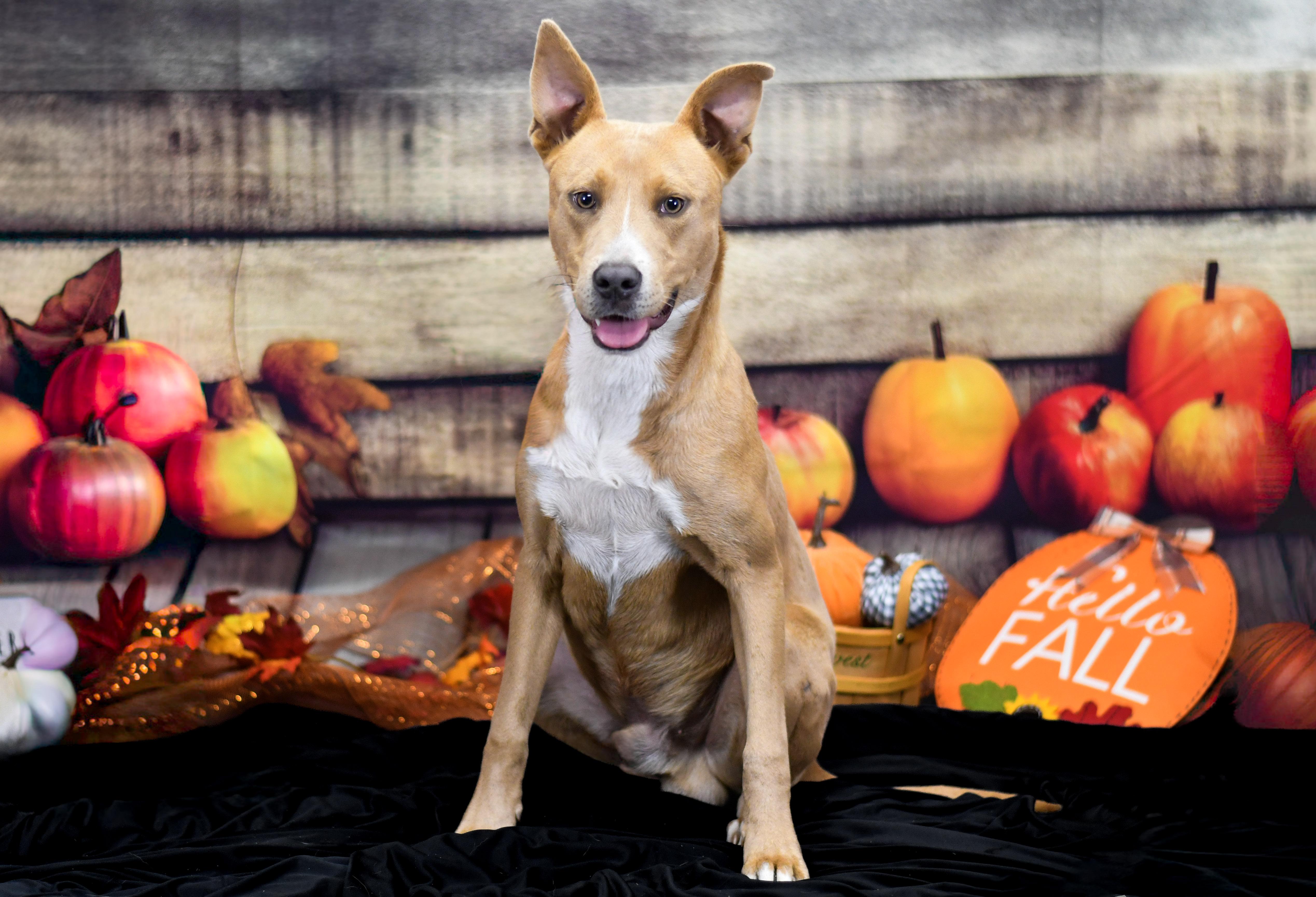 Gizmo, a ADOPTABLE Mixed Breed in Defuniak Springs, FL image 2/2