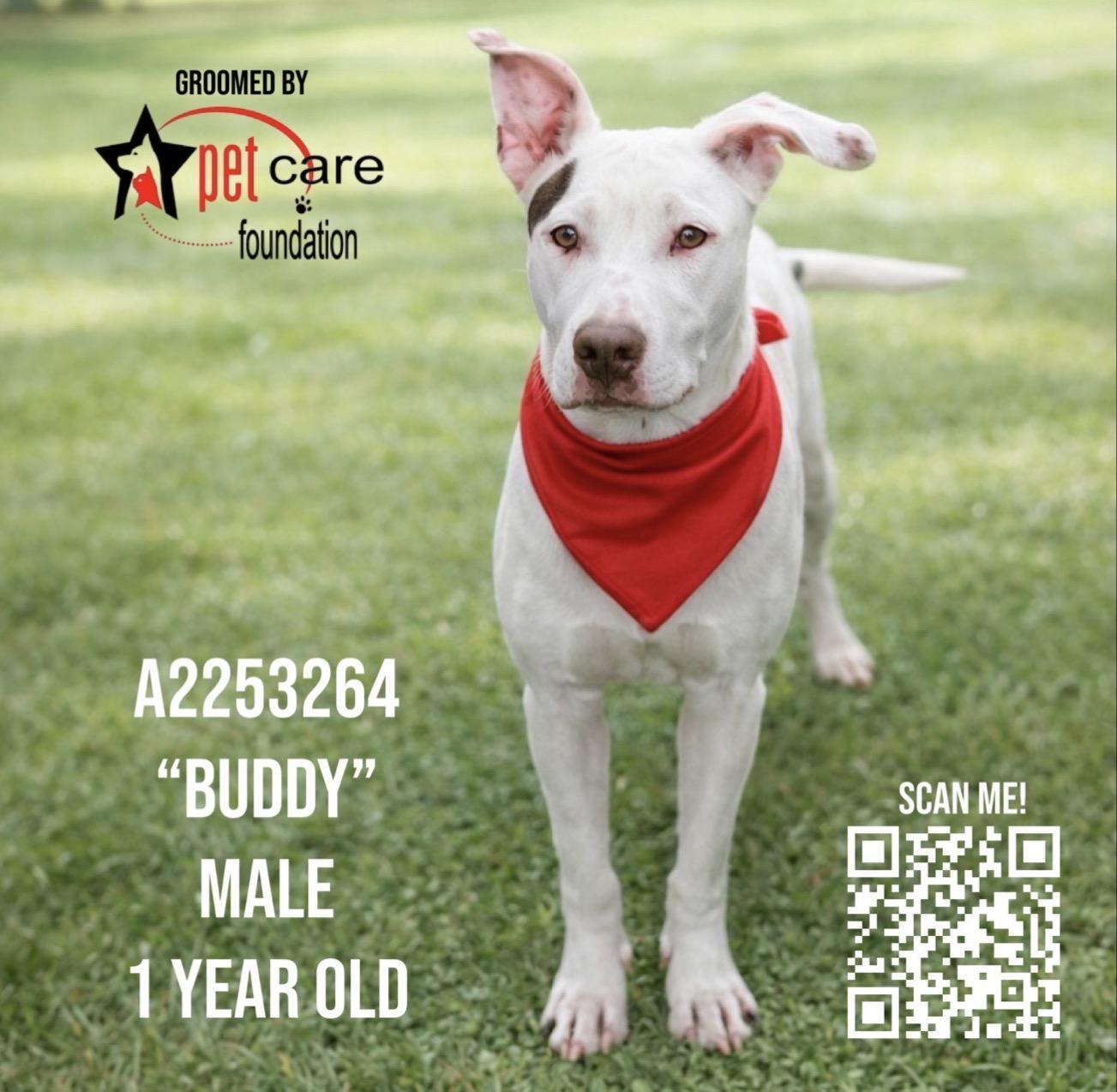 BUDDY, Adoptable, Young Male Pit Bull Terrier.