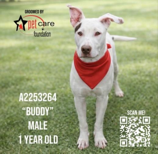 Enlarge BUDDY, a Adoptable Pit Bull Terrier in Los Angeles, CA image 1/1