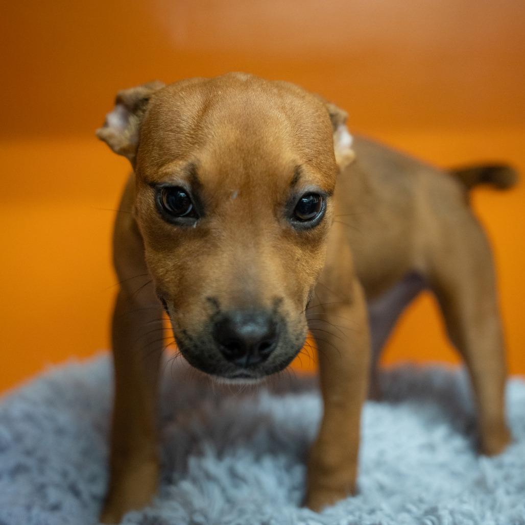 Coco, Adoptable, Puppy Female Mixed Breed.