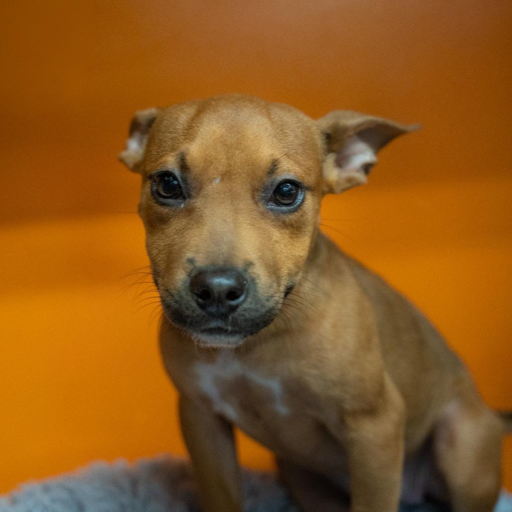 Enlarge Coco, a Adoptable Mixed Breed in Gainesville, GA image 2/2