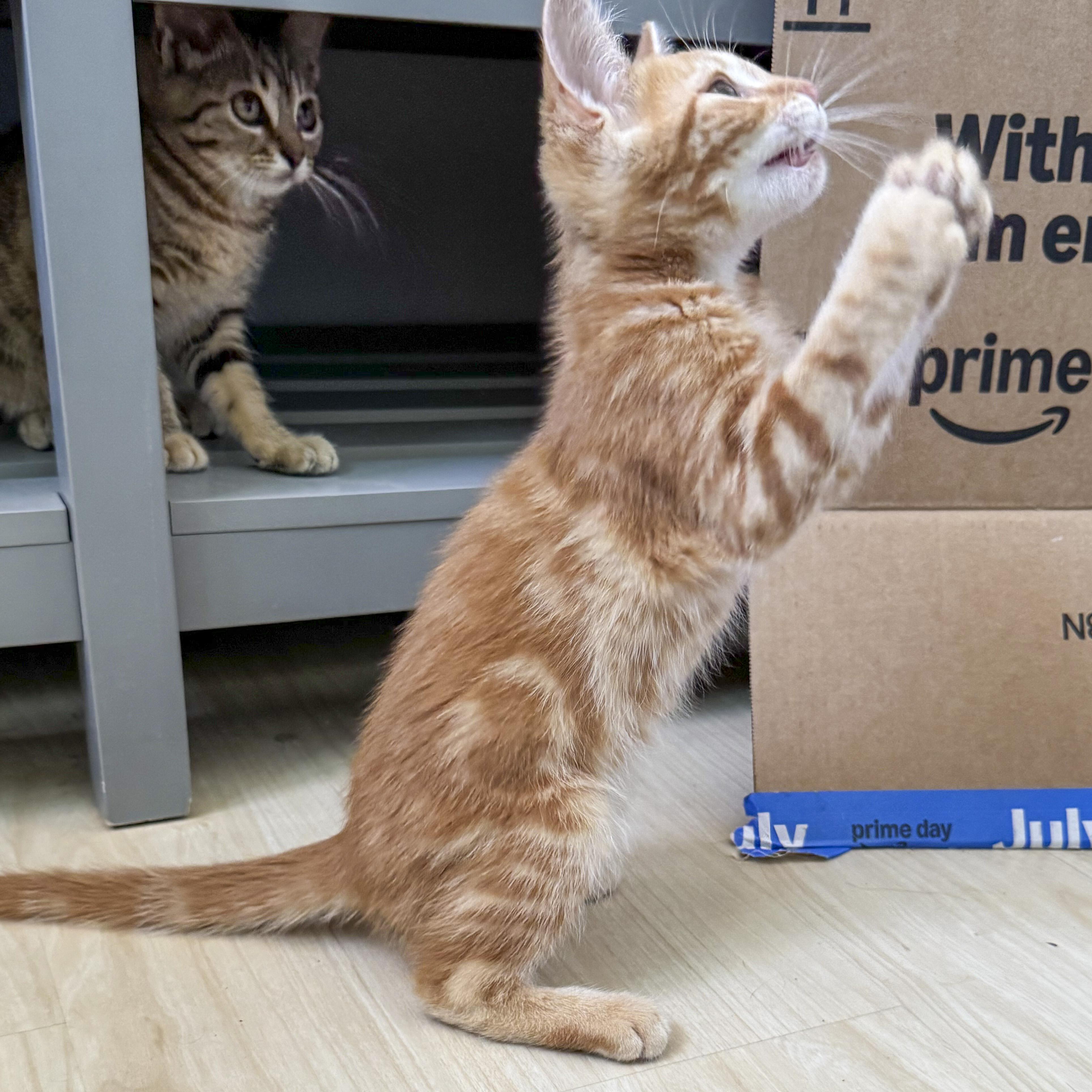 Ferguson "Fergie", a Adoptable mixed breed in Antioch, CA image 3/6