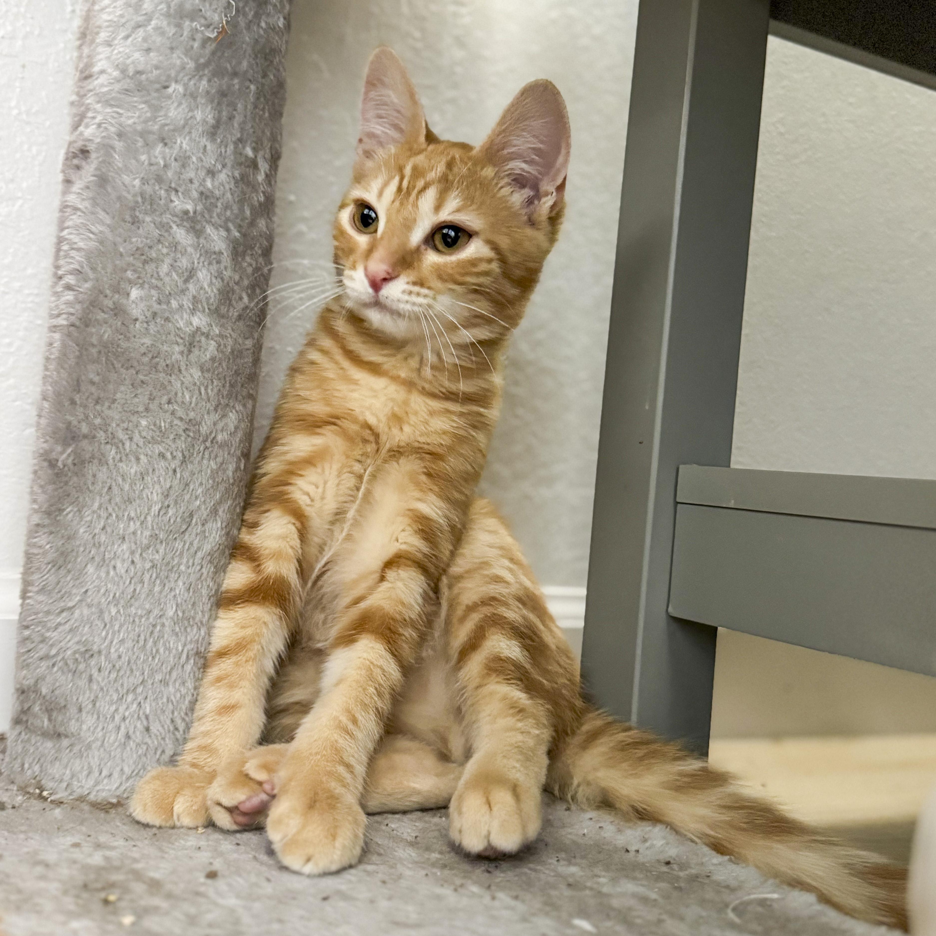 Ferguson "Fergie", a Adoptable mixed breed in Antioch, CA image 4/6