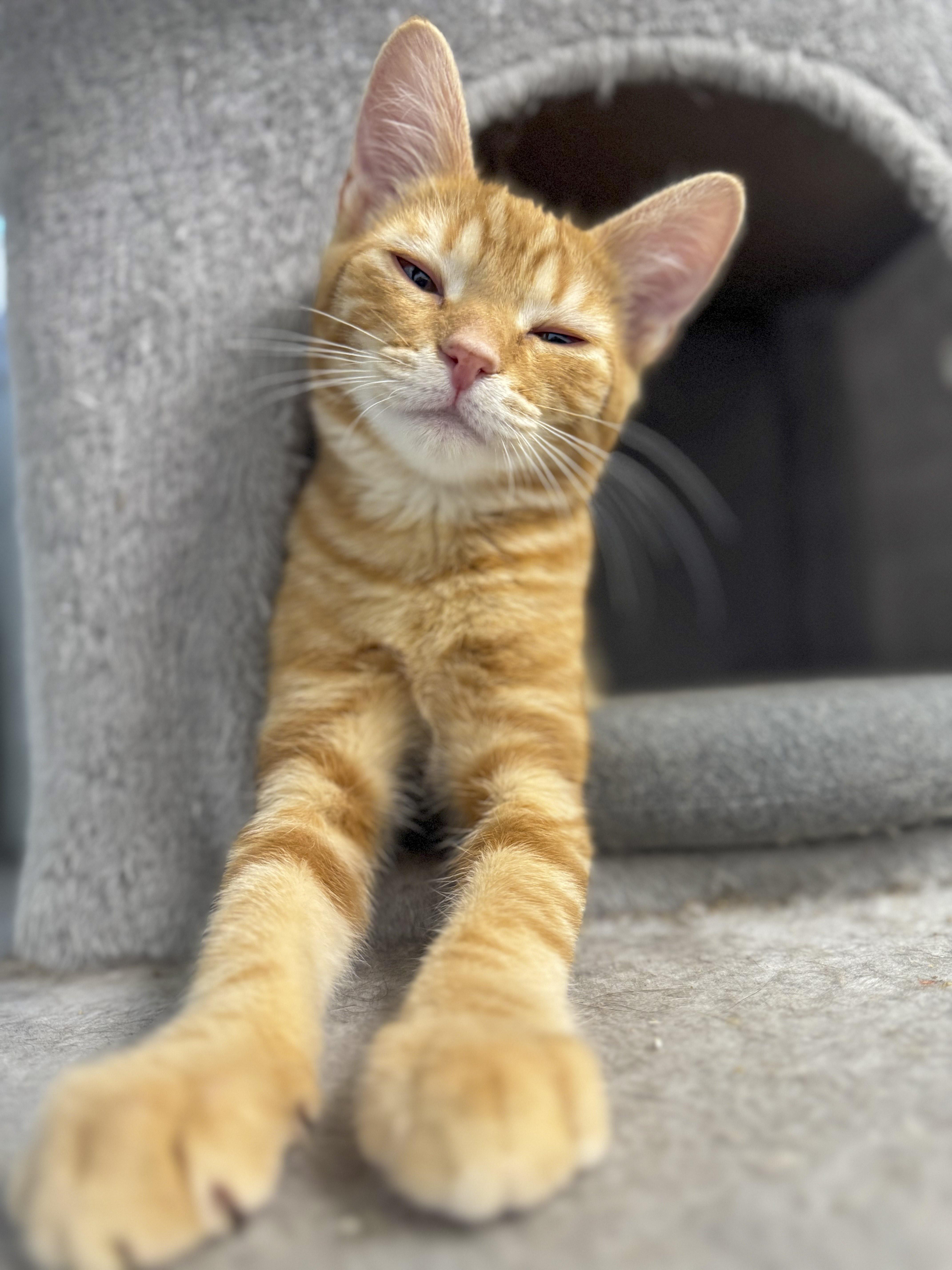 Ferguson "Fergie", Adoptable, Kitten Male Tabby & Domestic Short Hair.