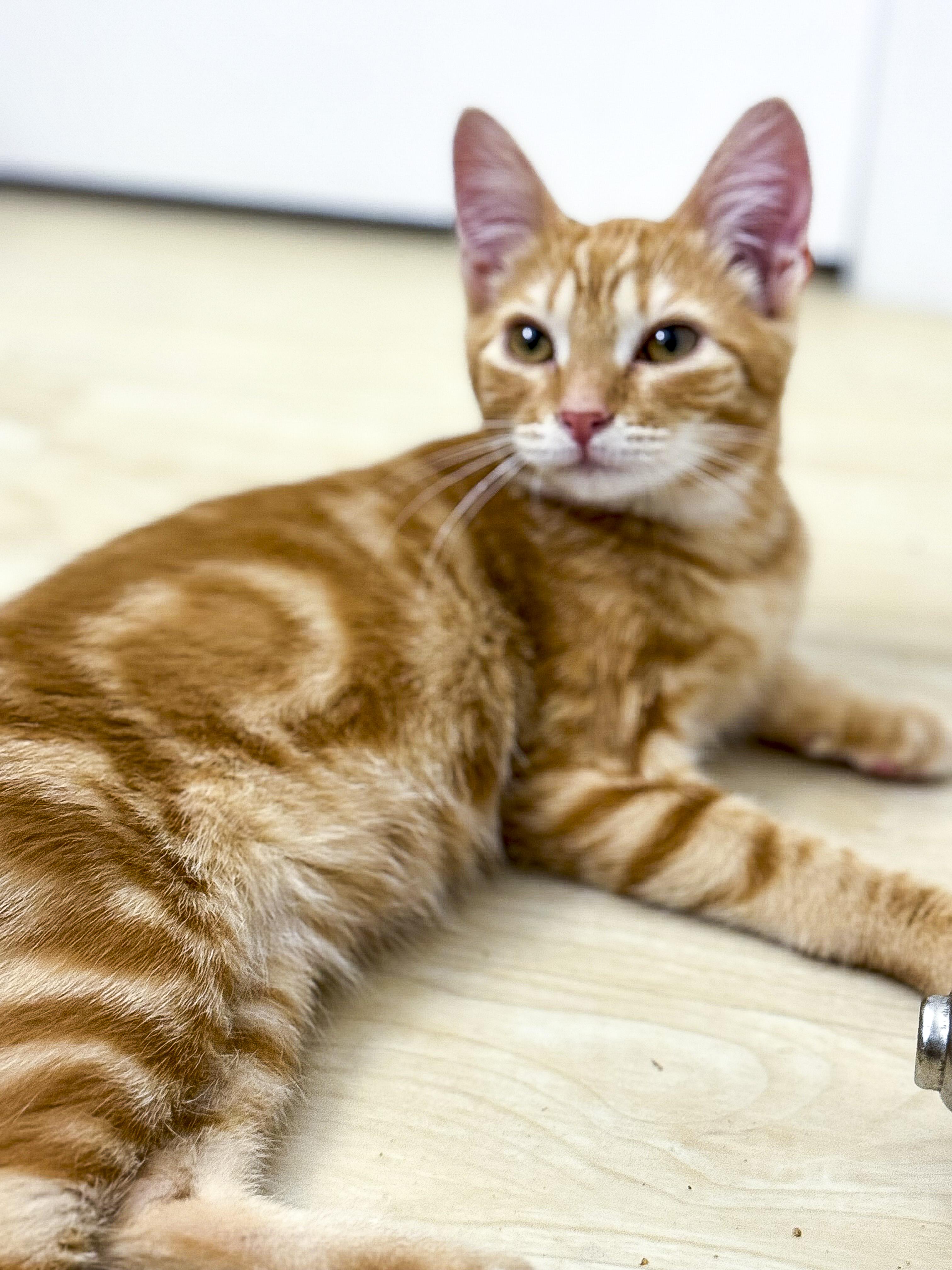 Ferguson "Fergie", a Adoptable mixed breed in Antioch, CA image 5/6