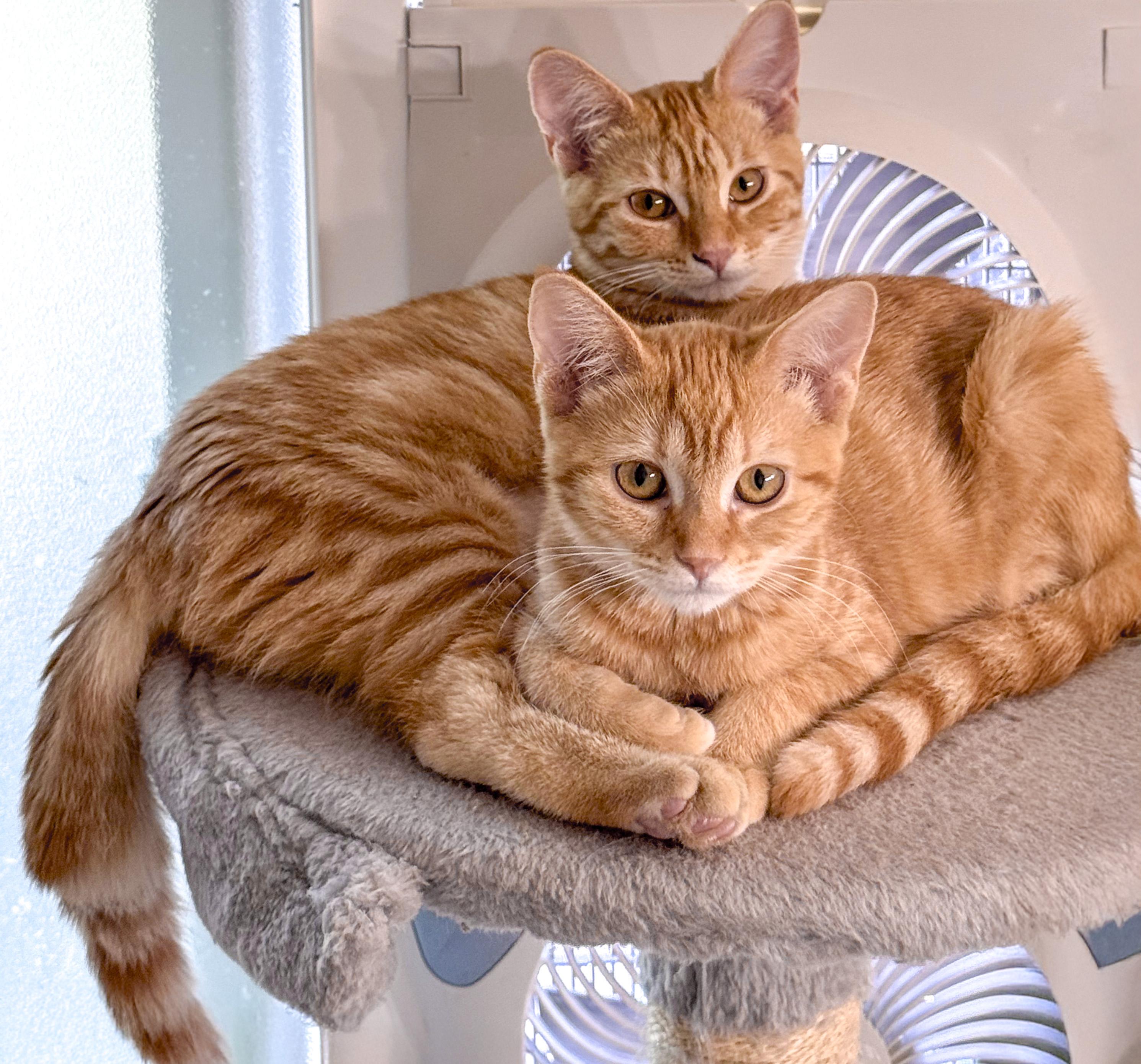 Ferguson "Fergie", a Adoptable mixed breed in Antioch, CA image 2/6