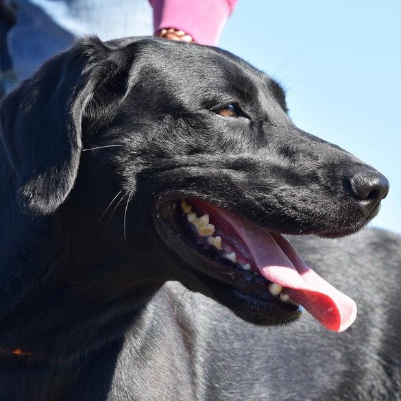 Enlarge Artie, an adopted mixed breed in Driggs, ID image 5/5