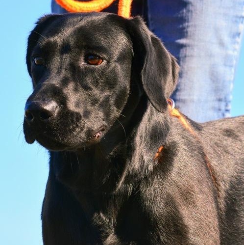 Enlarge Artie, an adopted mixed breed in Driggs, ID image 4/5