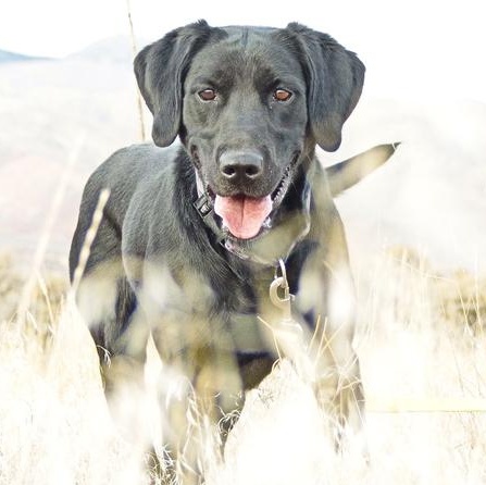 Enlarge Artie, an adopted mixed breed in Driggs, ID image 1/5