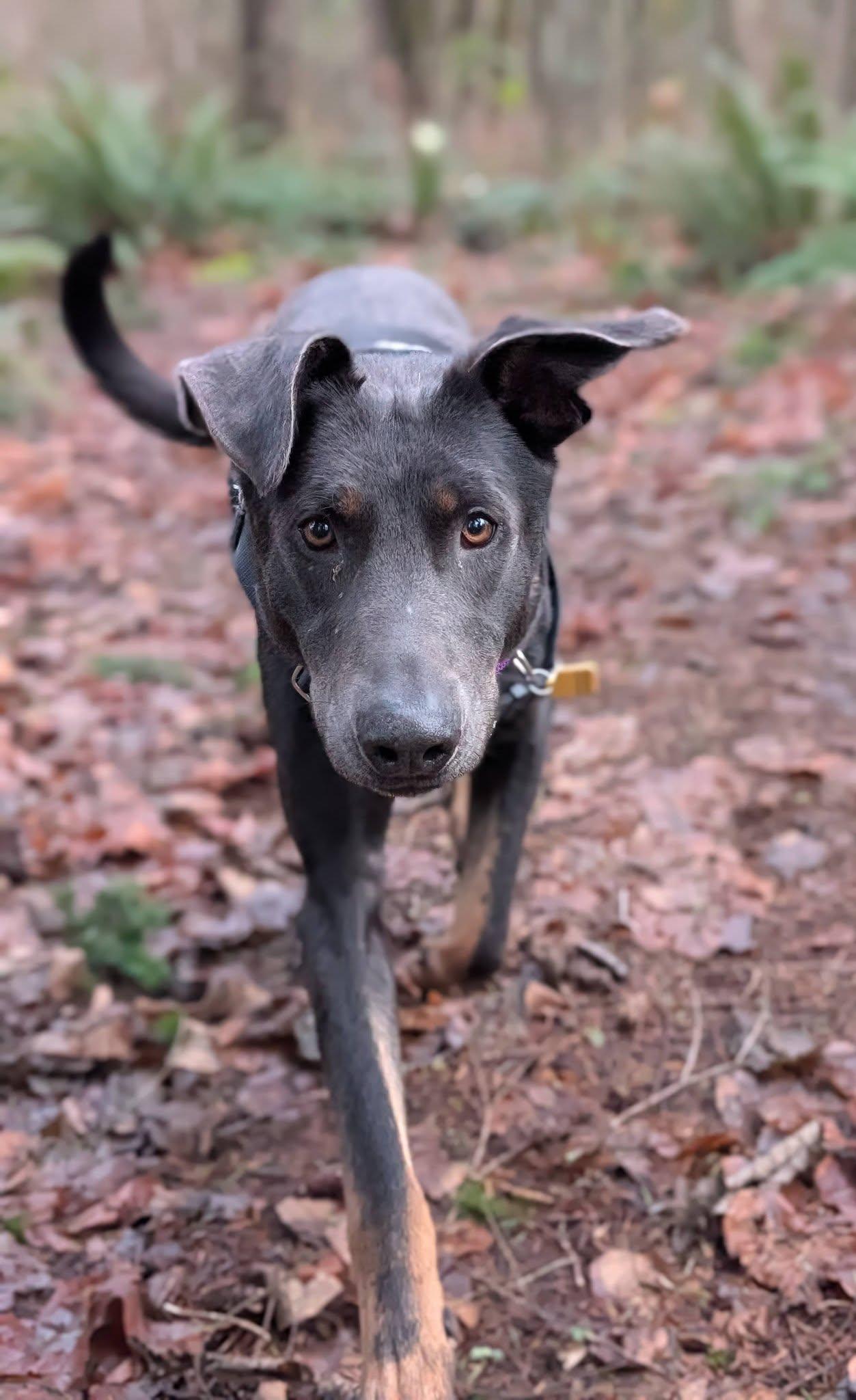 Murphy, Adoptable, Young Male Doberman Pinscher.