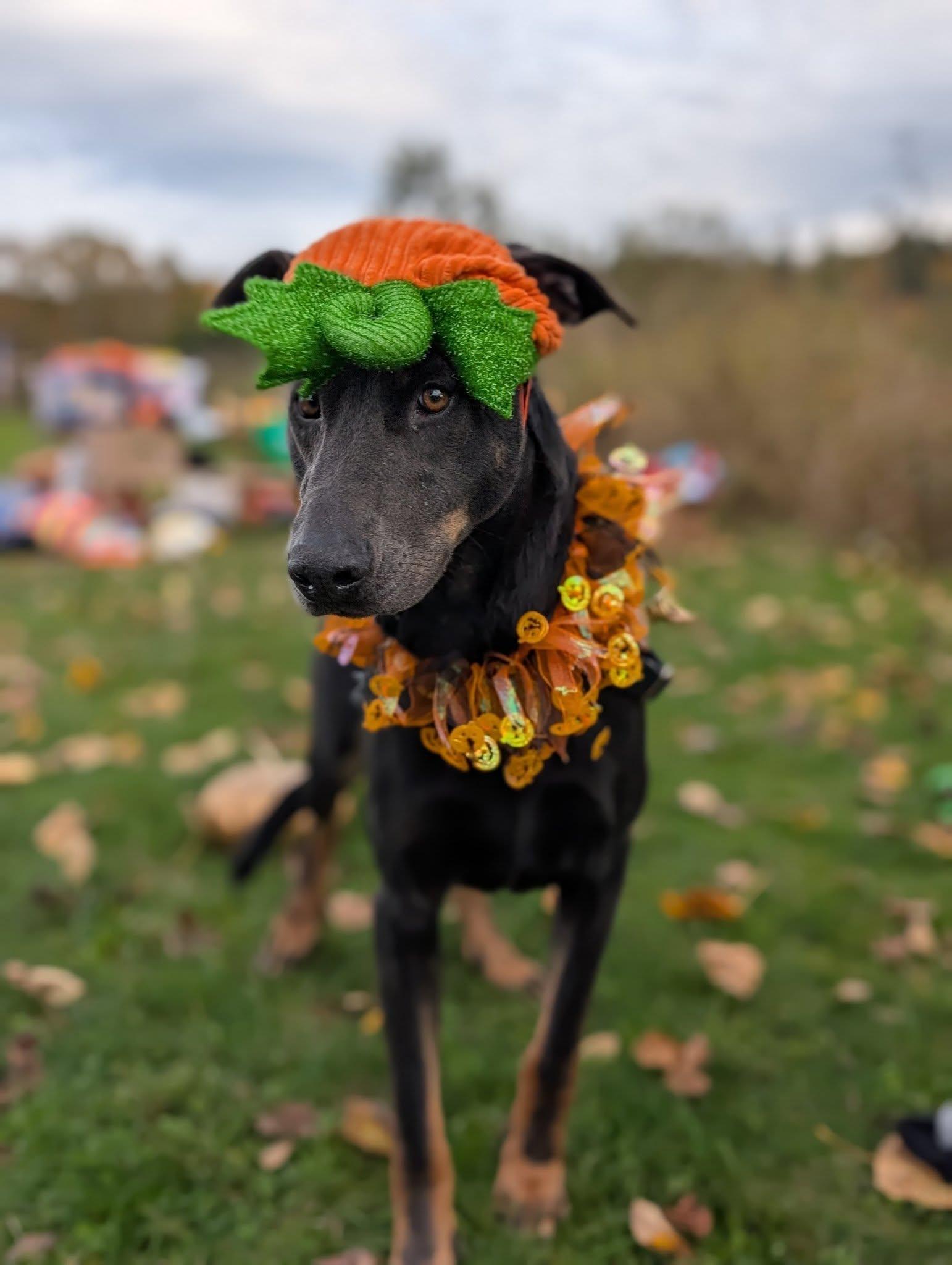 Colossus, an adoptable Doberman Pinscher in Bellingham, WA, 98226 | Photo Image 5