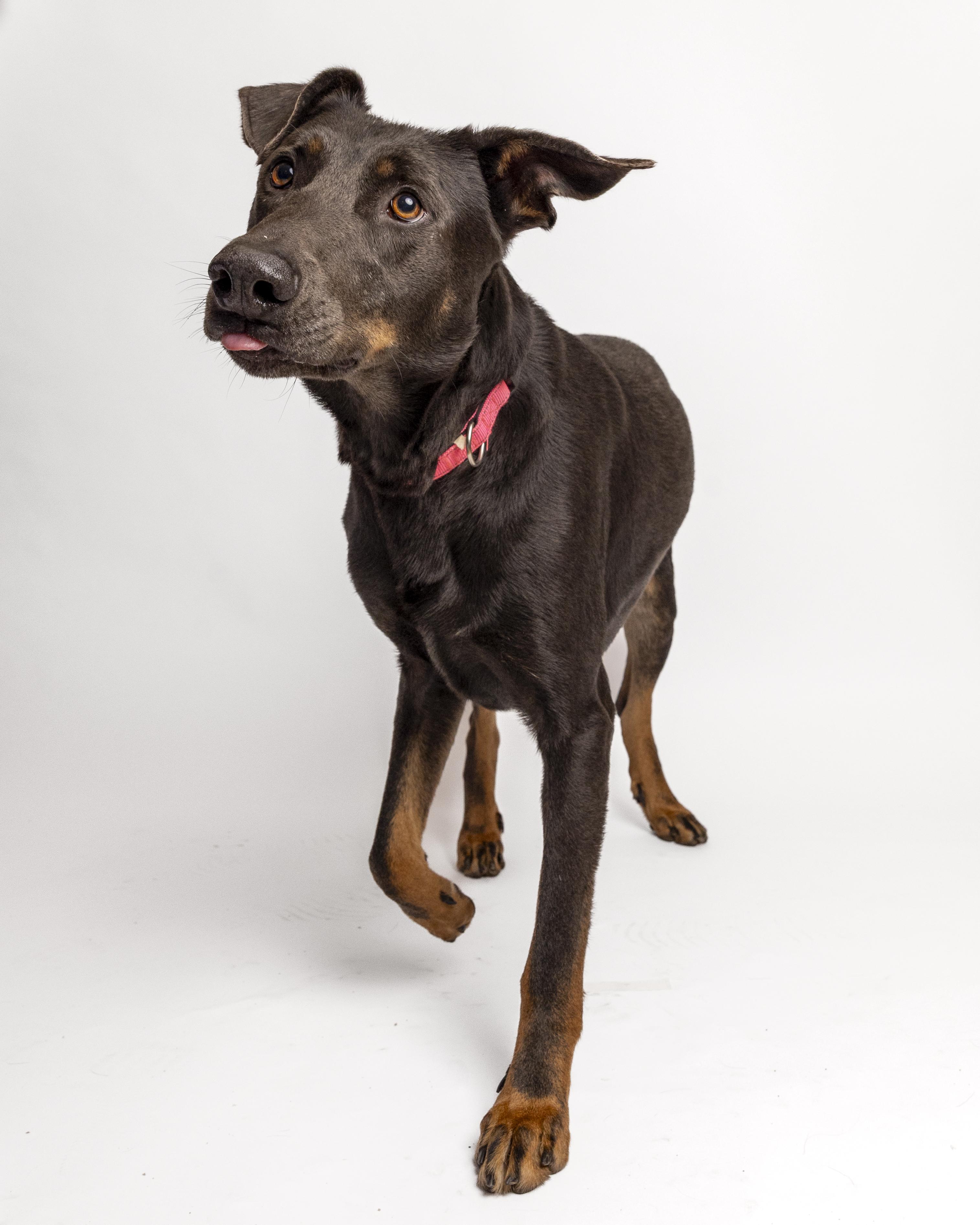 Murphy, Adoptable, Young Male Doberman Pinscher.