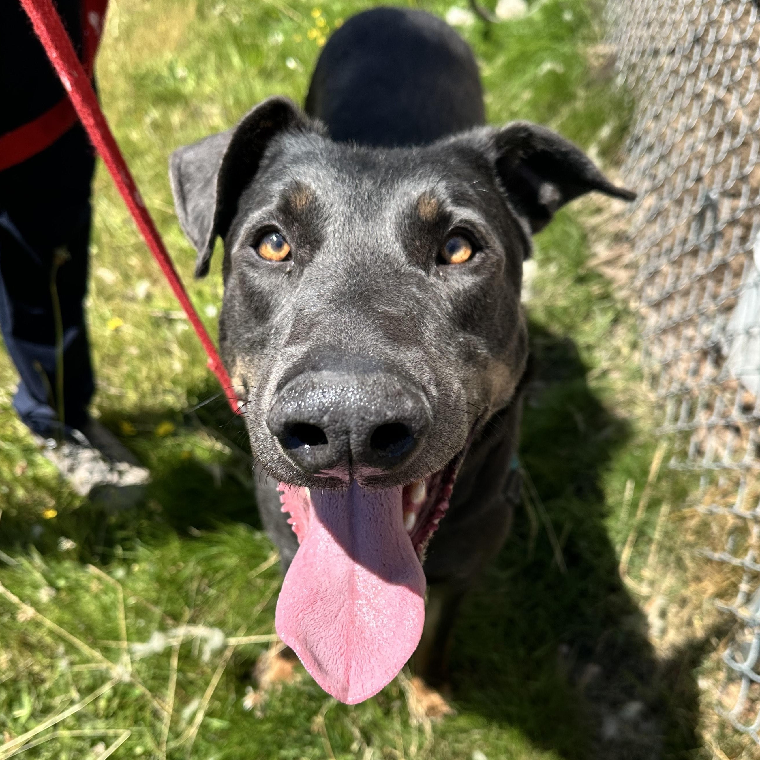 Colossus, an adoptable Doberman Pinscher in Bellingham, WA, 98226 | Photo Image 1