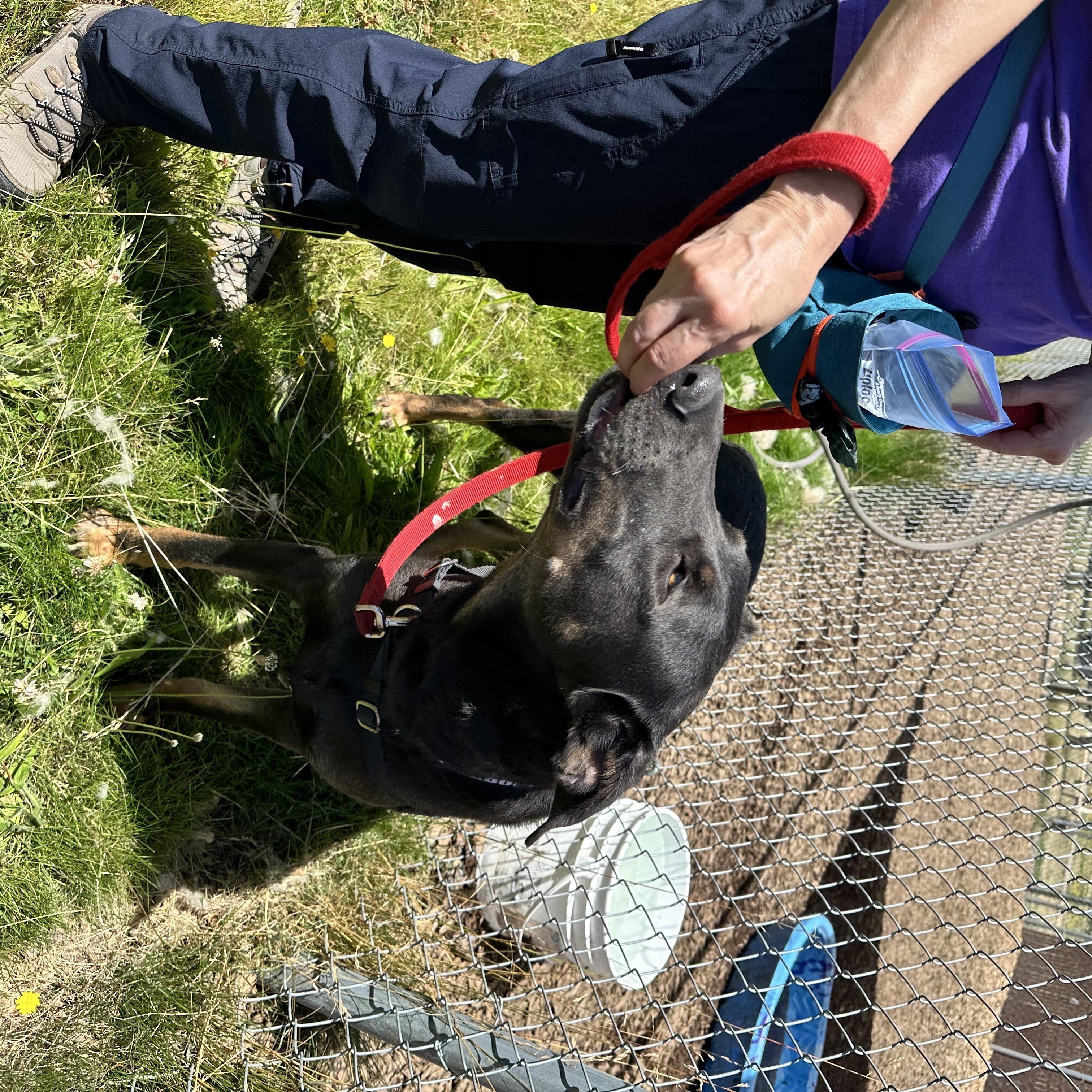Colossus, an adoptable Doberman Pinscher in Bellingham, WA, 98226 | Photo Image 2