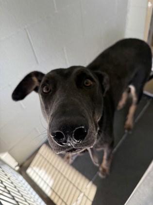 Colossus, an adoptable Doberman Pinscher in Bellingham, WA, 98226 | Photo Image 3