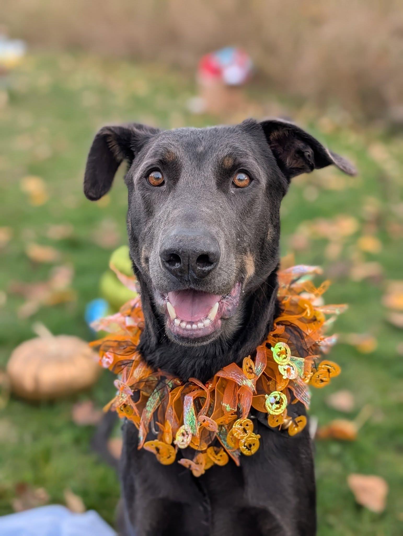 Murphy, a Adoptable mixed breed in Bellingham, WA image 4/6