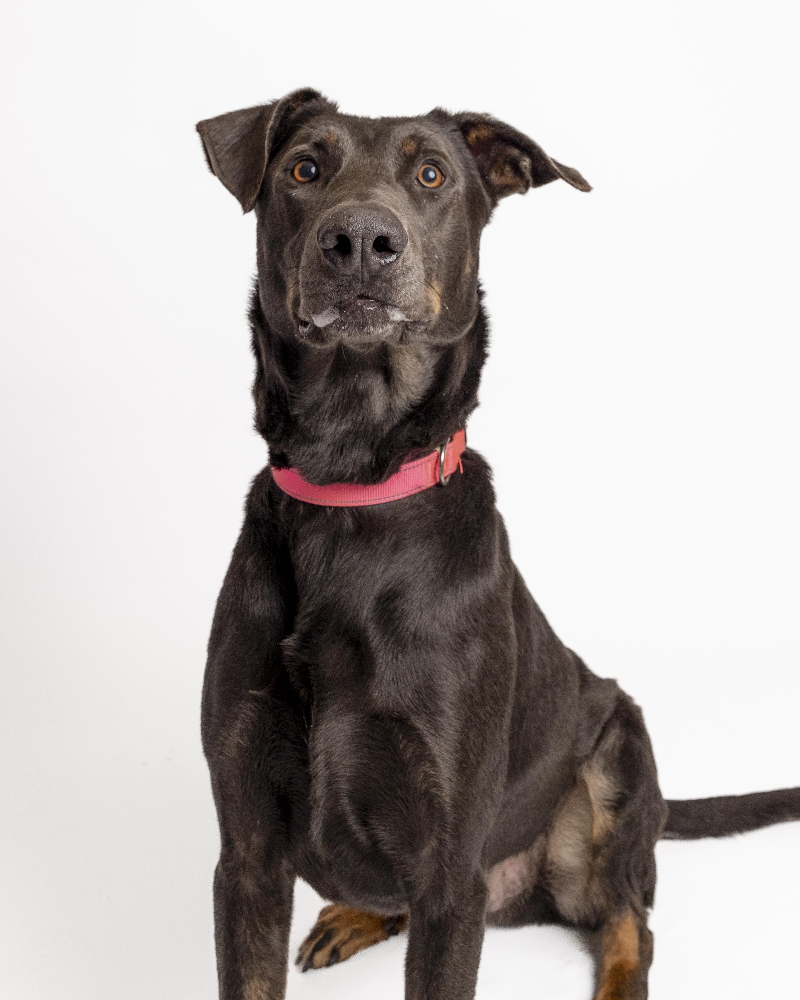 Murphy, a Adoptable mixed breed in Bellingham, WA image 5/6