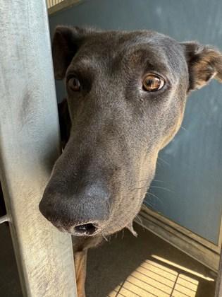 Colossus, an adoptable Doberman Pinscher in Bellingham, WA, 98226 | Photo Image 4