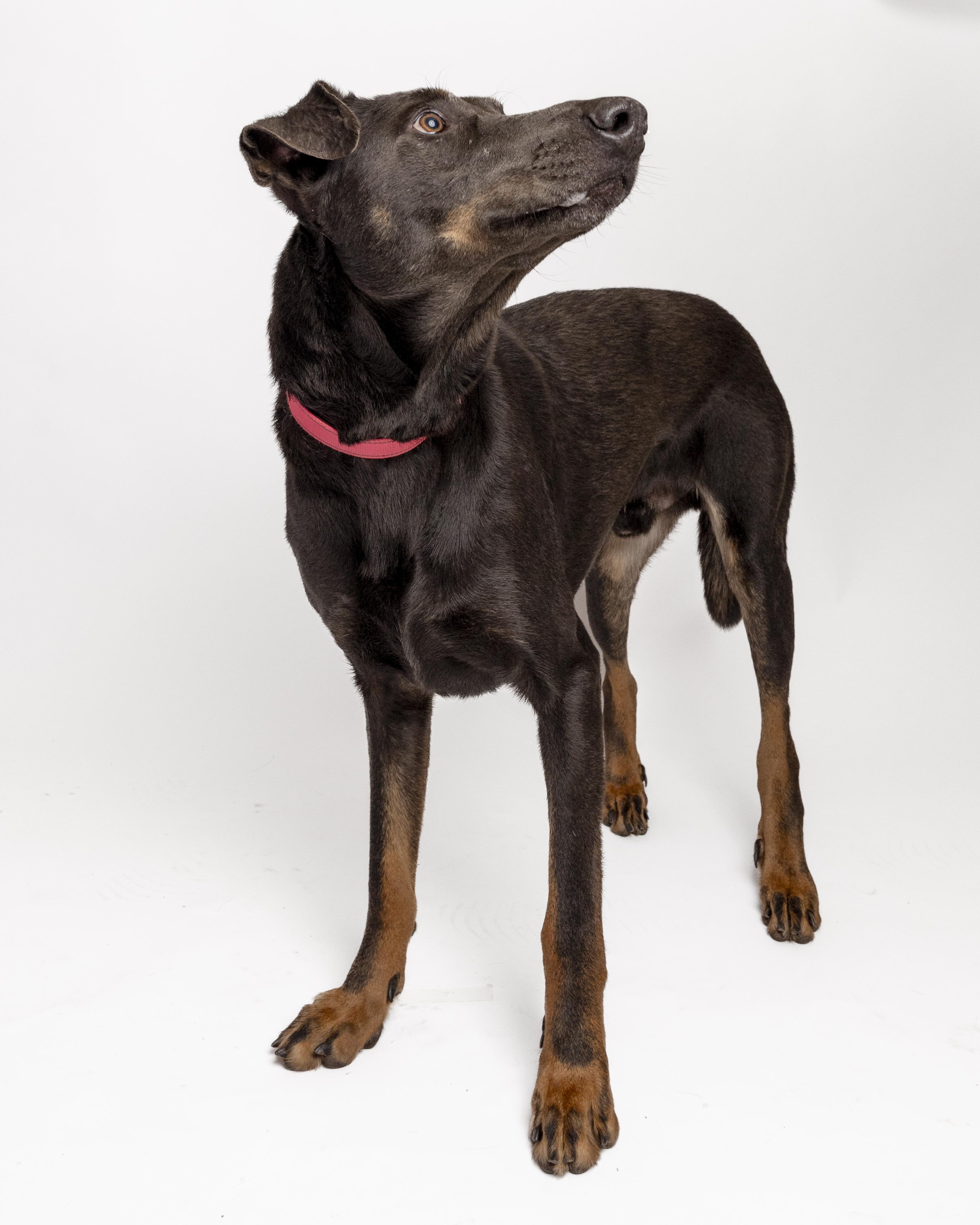 Murphy, a Adoptable mixed breed in Bellingham, WA image 3/6