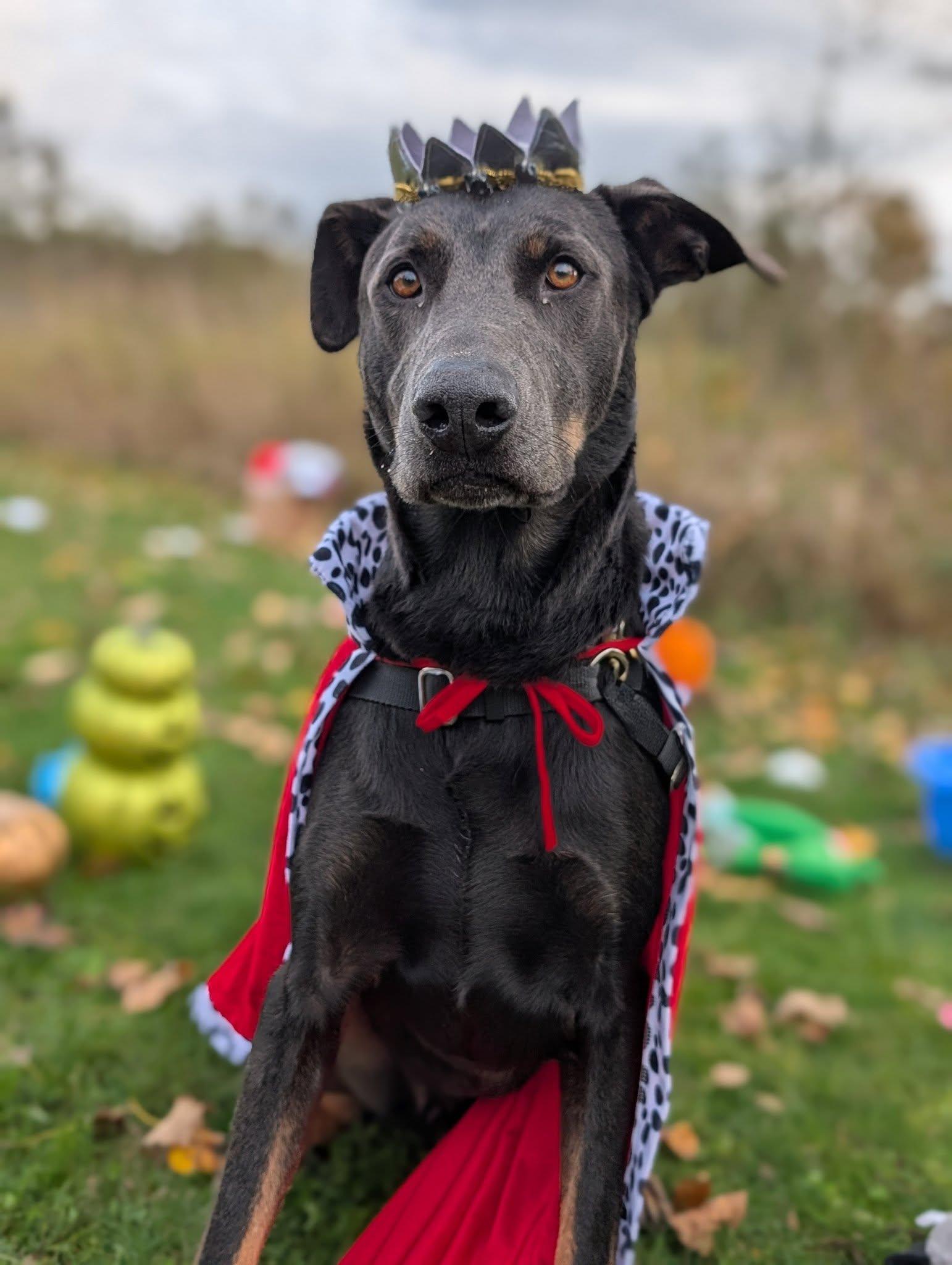 Murphy, Adoptable, Young Male Doberman Pinscher.
