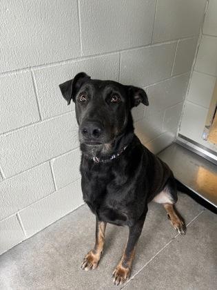 Colossus, an adoptable Doberman Pinscher in Bellingham, WA, 98226 | Photo Image 5