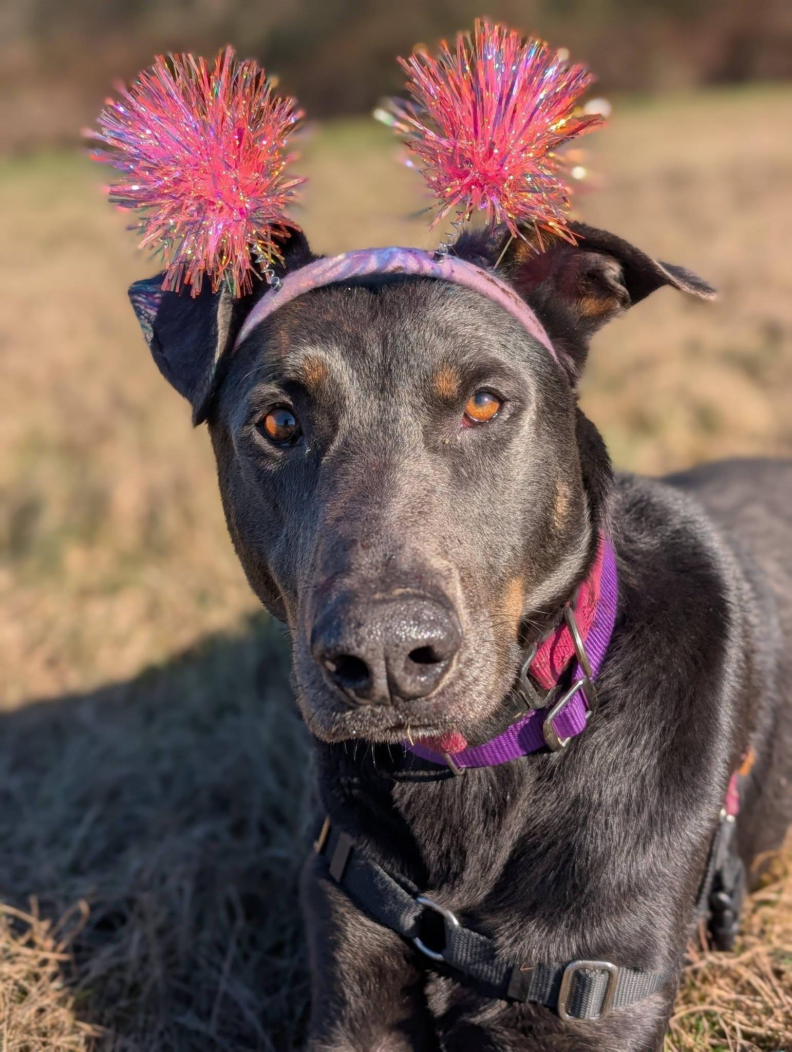 Enlarge Murphy *Transferred to Skagit Humane!*, a other mixed breed in Bellingham, WA image 1/6