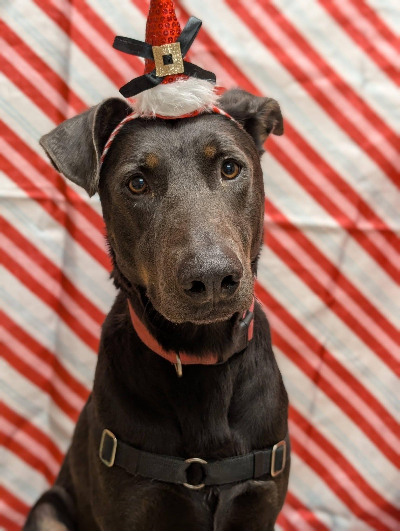 Murphy, Adoptable, Young Male Doberman Pinscher.