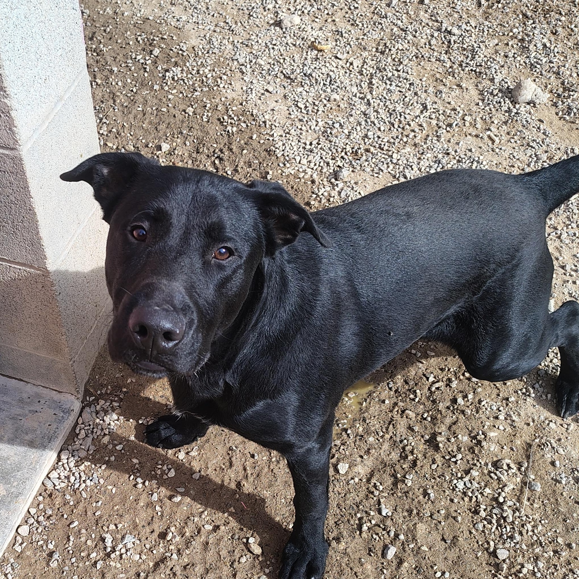 Briar, Adoptable, Young Male Black Labrador Retriever.