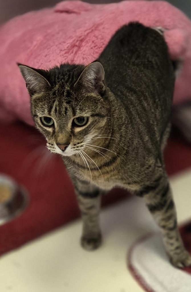 Nauva, Adoptable, Adult Female Domestic Short Hair.