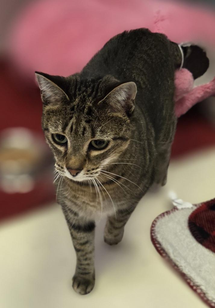 Enlarge Nauva, a Adoptable mixed breed in Sherwood, AR image 2/3