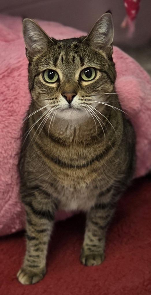 Enlarge Nauva, a Adoptable mixed breed in Sherwood, AR image 3/3