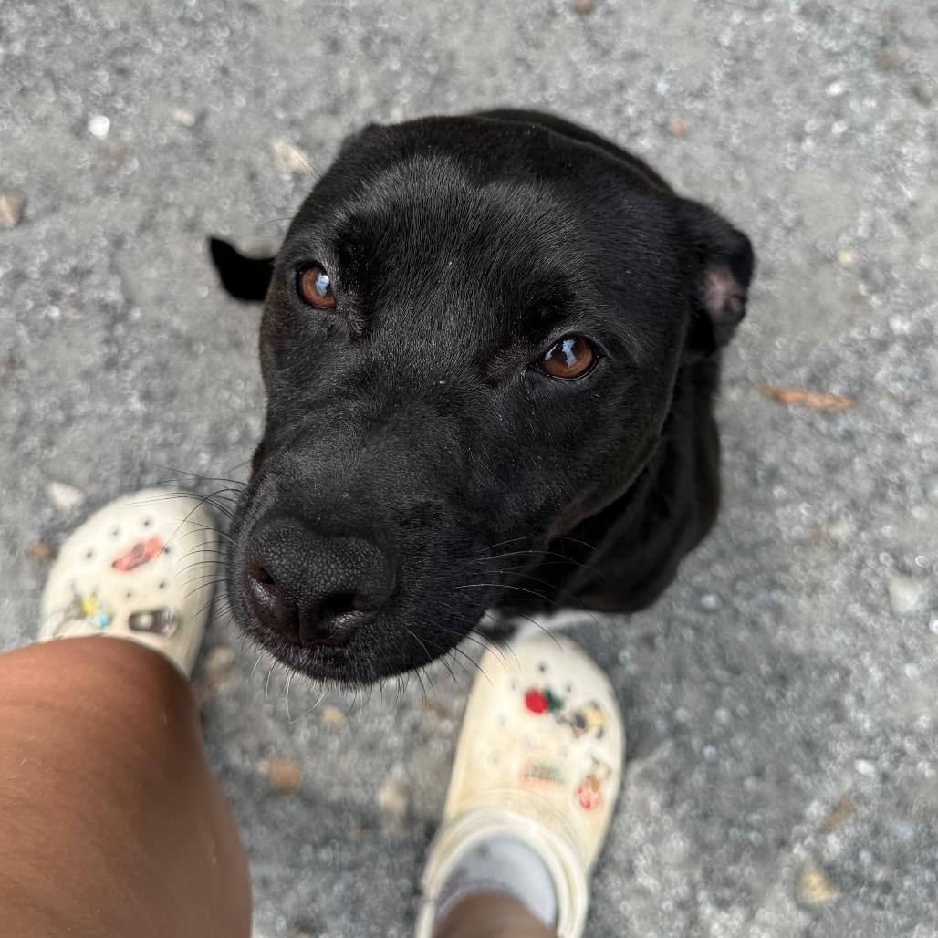 Enlarge Kanga, a Adoptable Mixed Breed in Martinsville, VA image 2/4