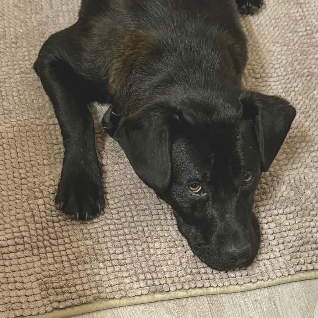 Huck, an adoptable Black Labrador Retriever in Winnipeg, MB, R2C 1P2 | Photo Image 3