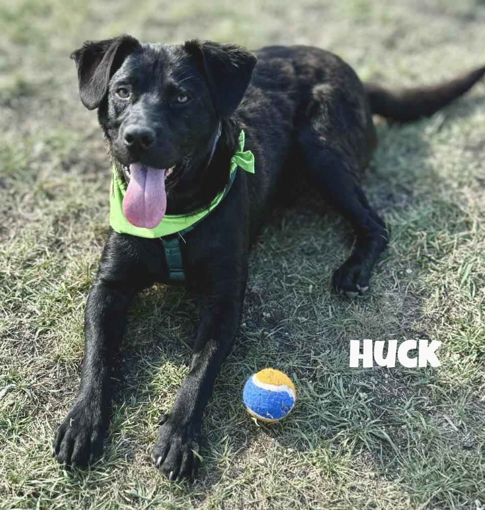 Huck, an adoptable Black Labrador Retriever in Winnipeg, MB, R2C 1P2 | Photo Image 1
